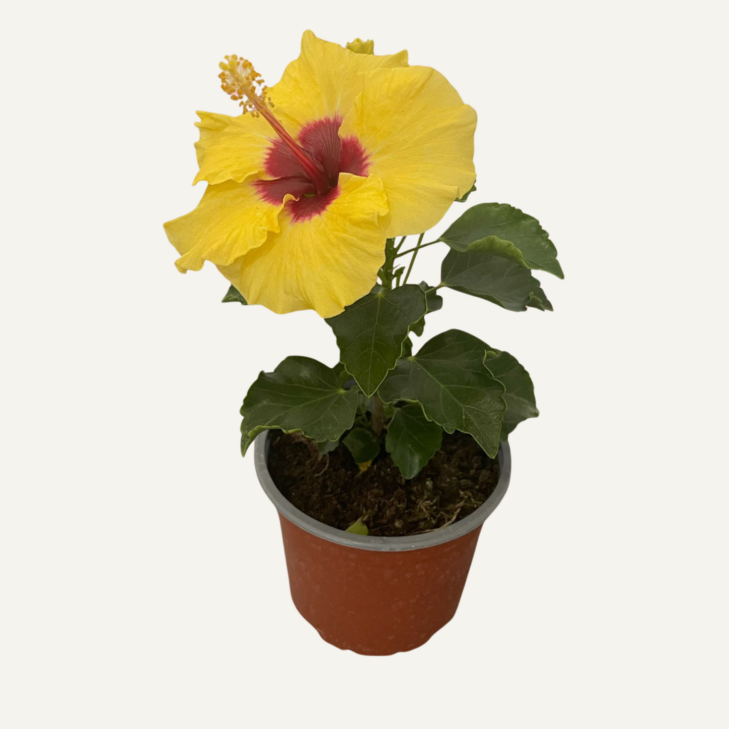 Hibiszkusz Sárga Kétszínű 3
