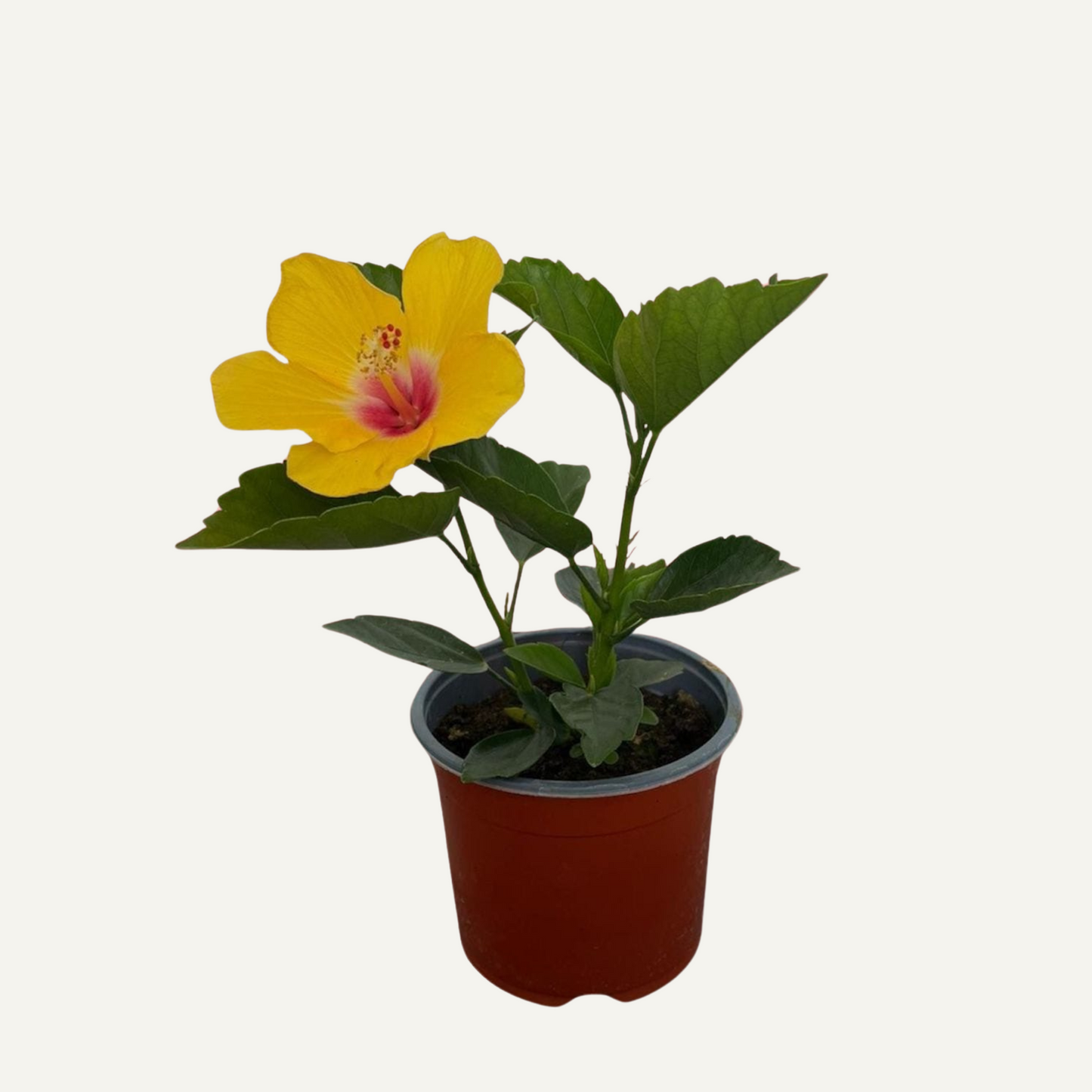 Hibiszkusz Sárga Kétszínű 2