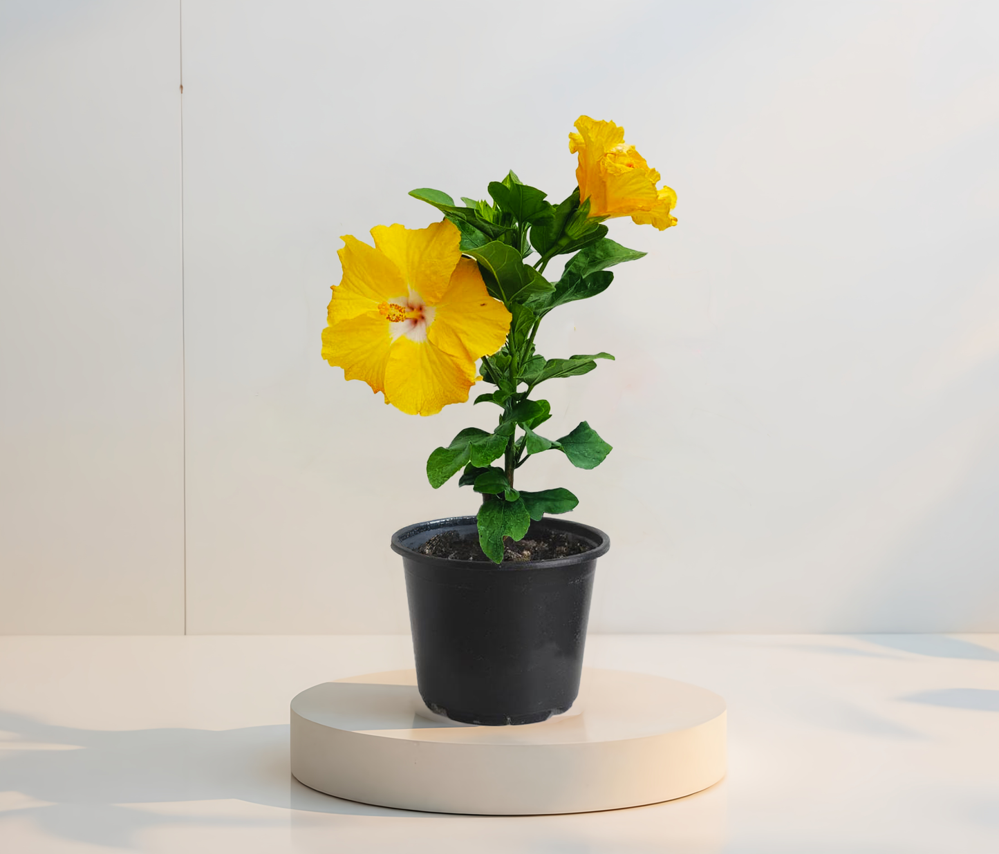 Csomag 3 trópusi hibiszkusz