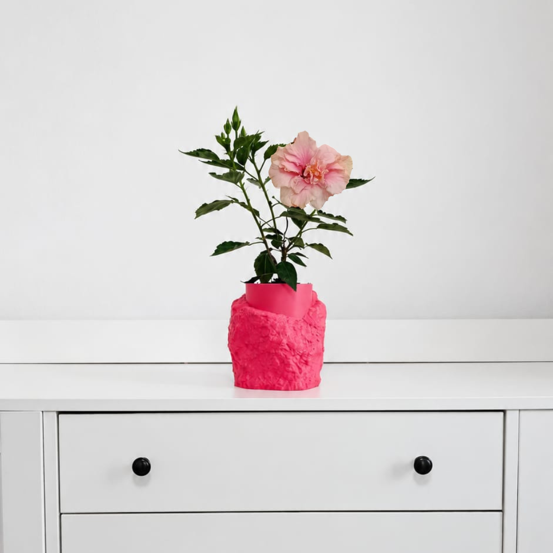 Dupla Rózsaszín Hibiszkusz