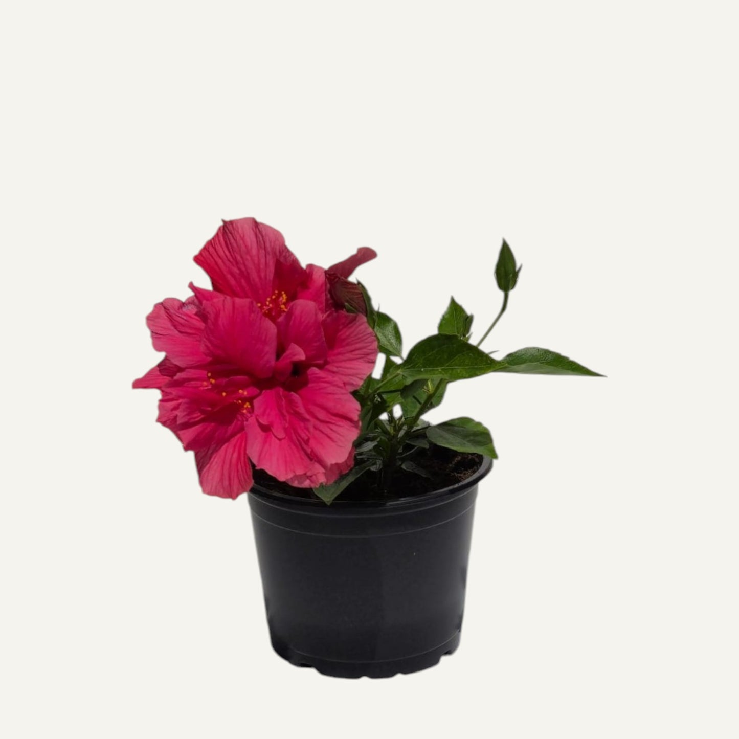 Dupla Ciklámen Hibiszkusz