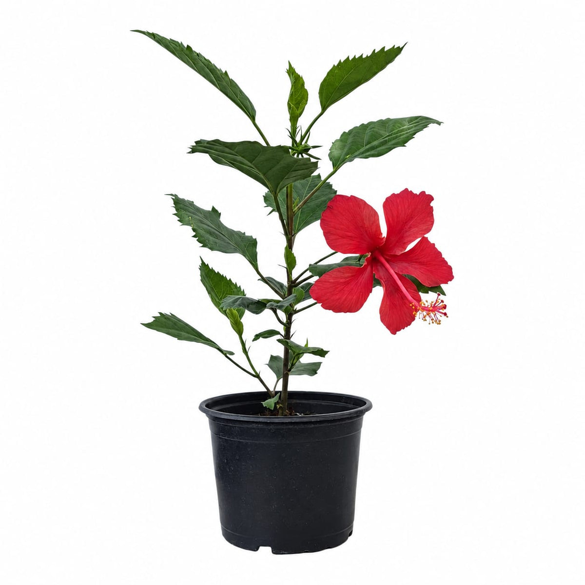 Trópusi Hibiszkusz Red Star