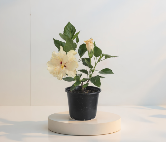 Dupla Fehér Hibiszkusz