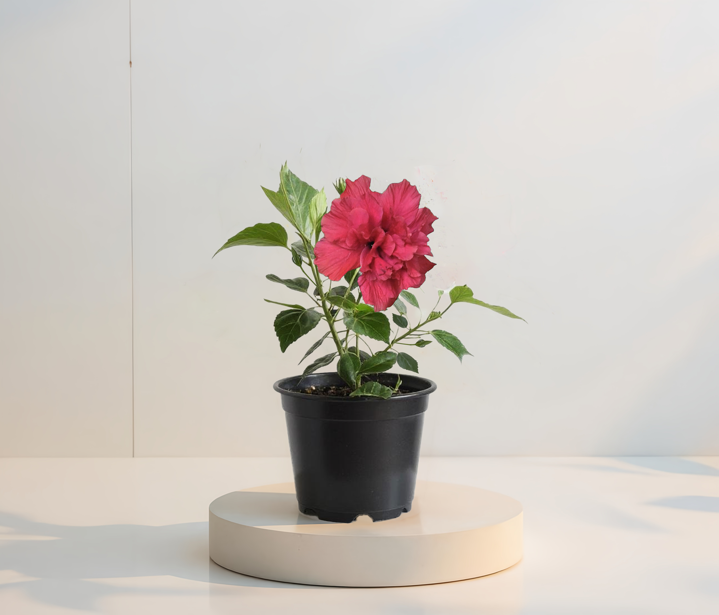 Dupla Ciklámen Hibiszkusz