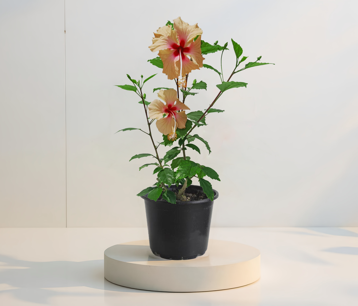 Dainty Cream Hibiszkusz