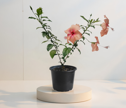 Dainty Pink Hibiszkusz