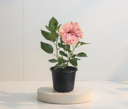 Dupla Rózsaszín Hibiszkusz