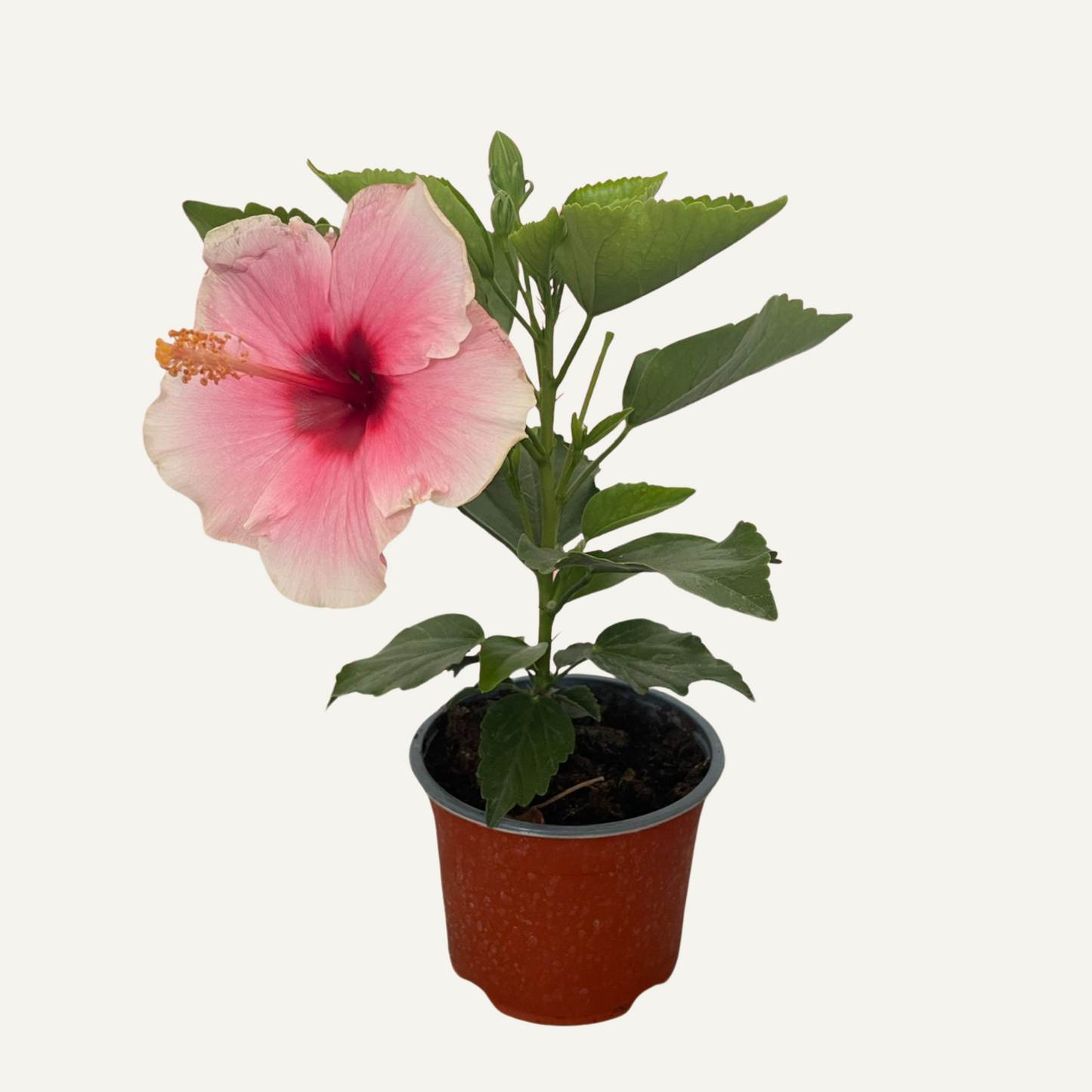 Hibiszkusz Rózsaszín Kétszínű