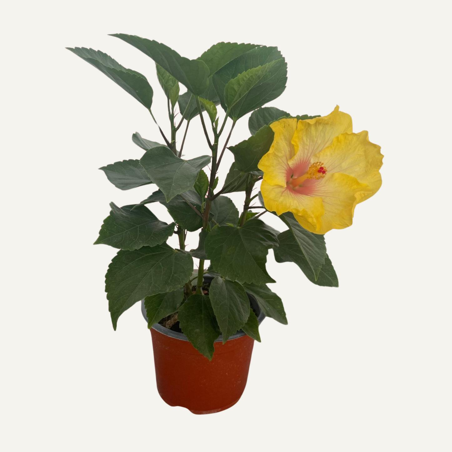 Hibiszkusz Sárga Kétszínű 1