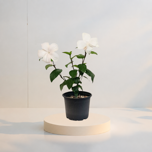 Fehér Fiji Hibiszkusz