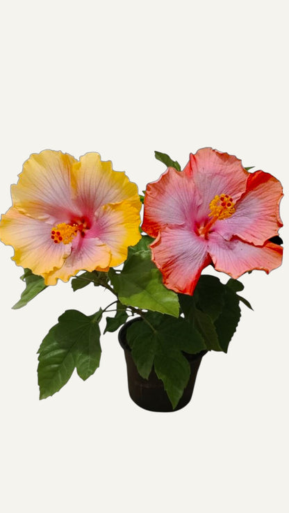 Miami-Flame Trópusi Hibiszkusz