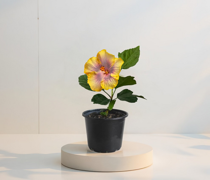 Miami-Flame Trópusi Hibiszkusz