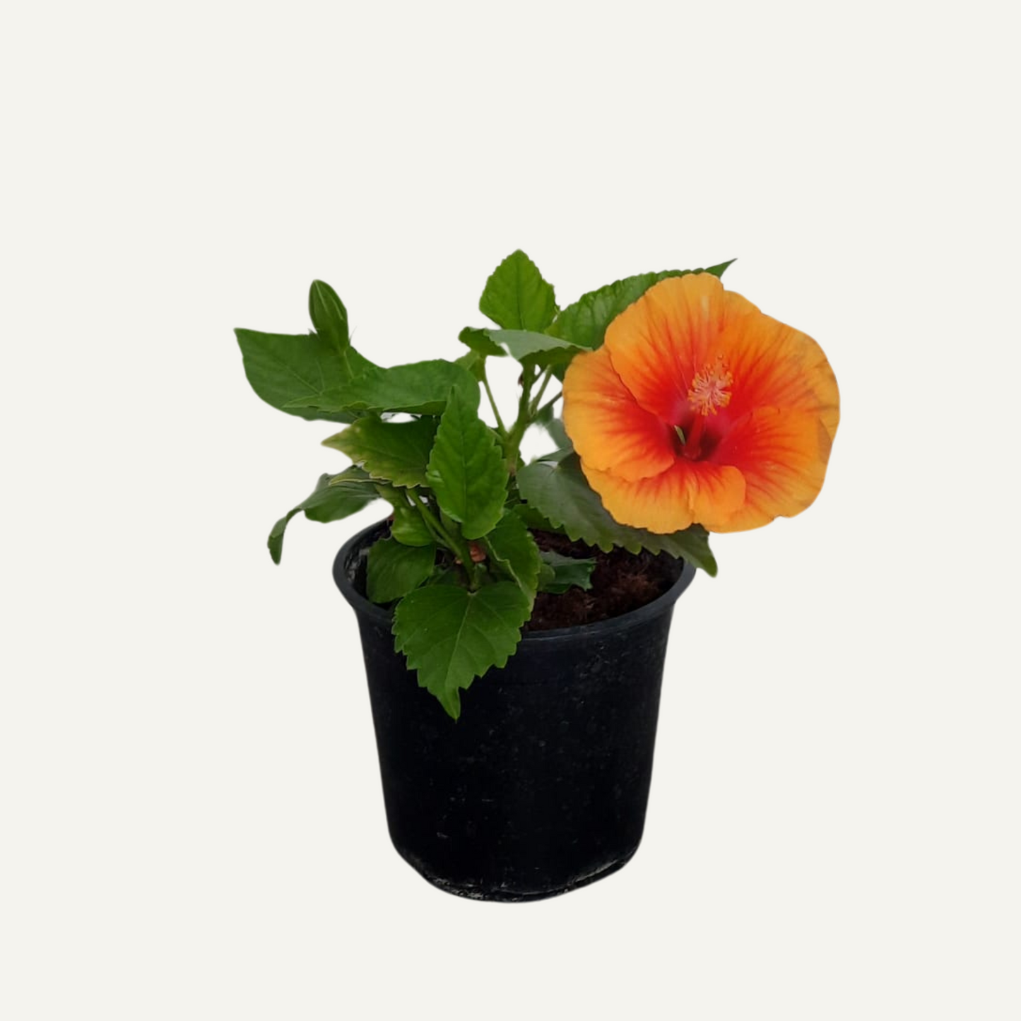 Hibiszkusz Narancs Kétszínű