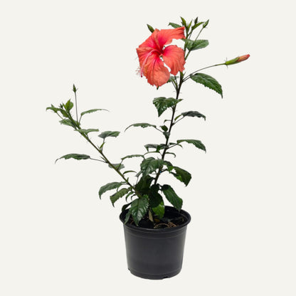 Dainty Pink Hibiszkusz