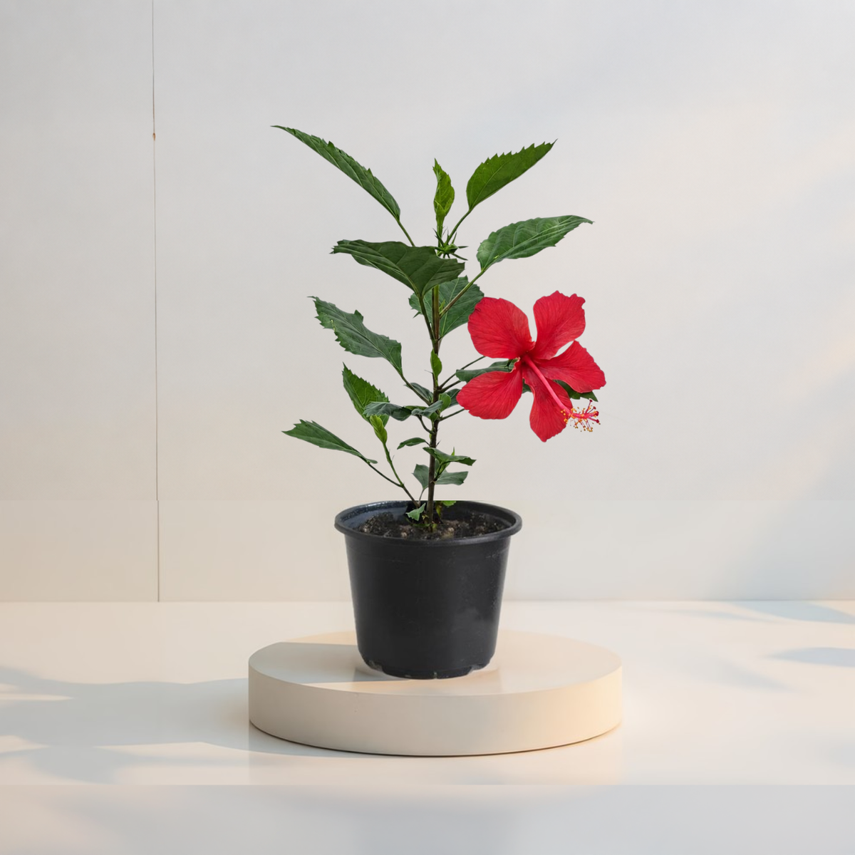 Trópusi Hibiszkusz Red Star
