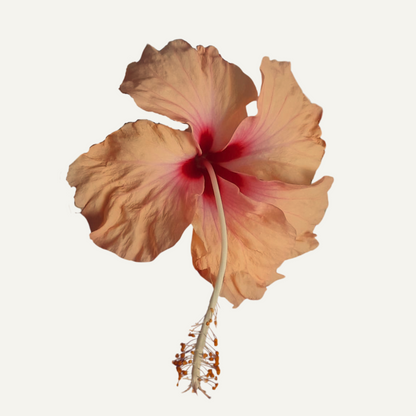 Dainty Cream Hibiszkusz