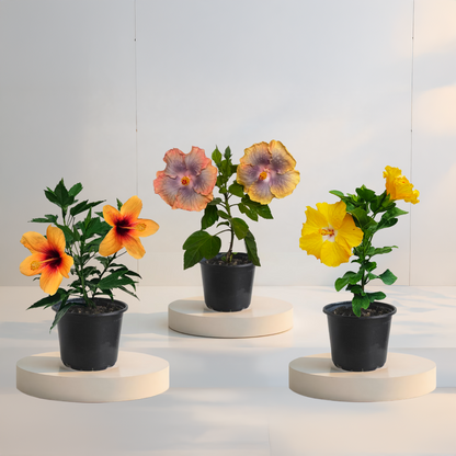 Csomag 3 trópusi hibiszkusz