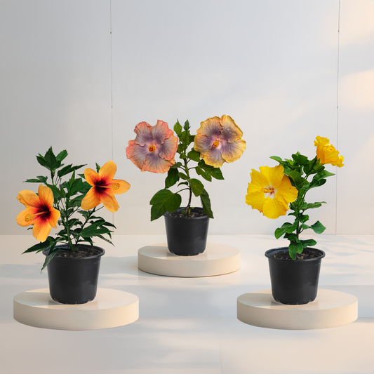 Csomag 3 trópusi hibiszkusz