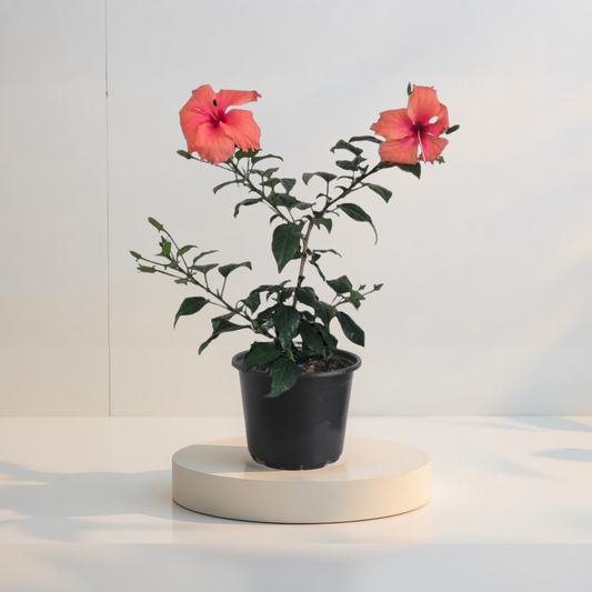 Dainty Pink Hibiszkusz