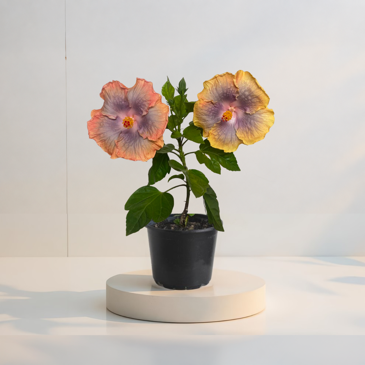 Miami-Flame Trópusi Hibiszkusz