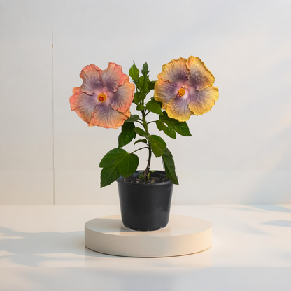Miami-Flame Trópusi Hibiszkusz