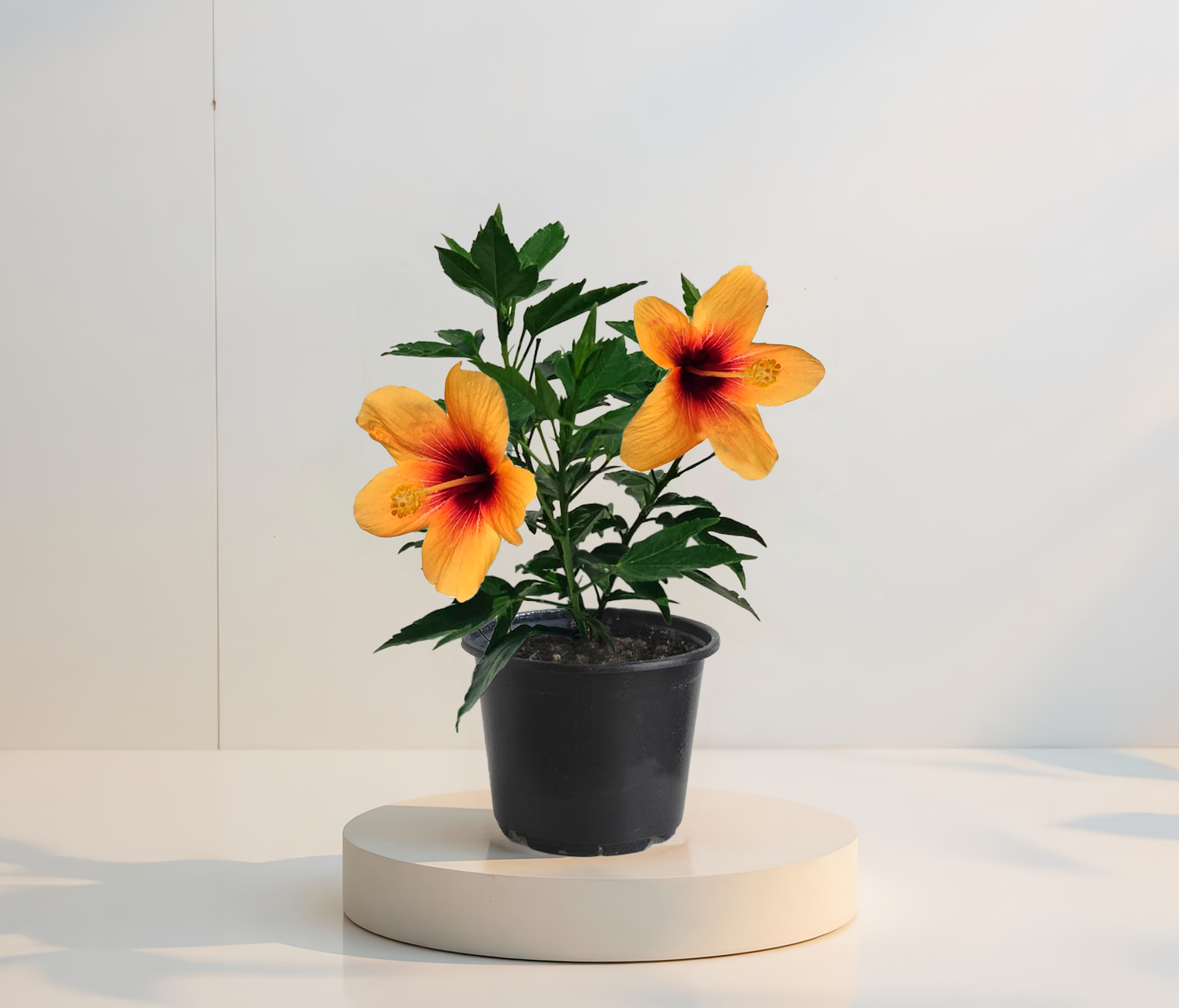 Trópusi Hibiszkusz – Hawaii Sunset