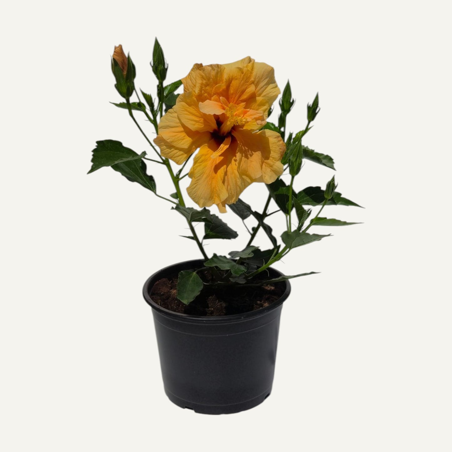 Dupla Narancssárga Hibiszkusz