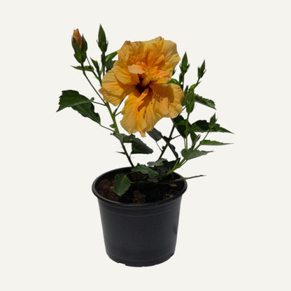 Dupla Narancssárga Hibiszkusz