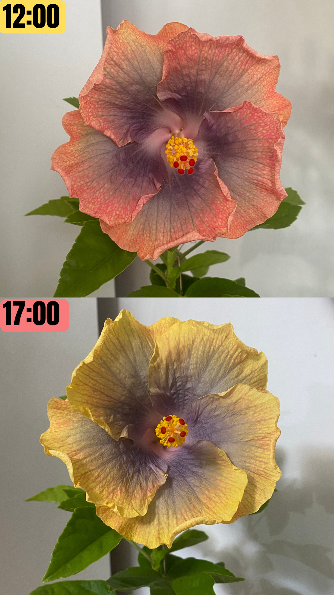 Miami-Flame Trópusi Hibiszkusz