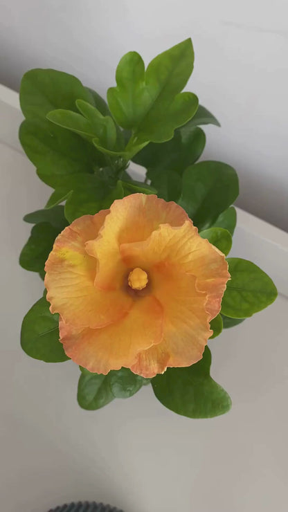 Sárga Trópusi Hibiszkusz