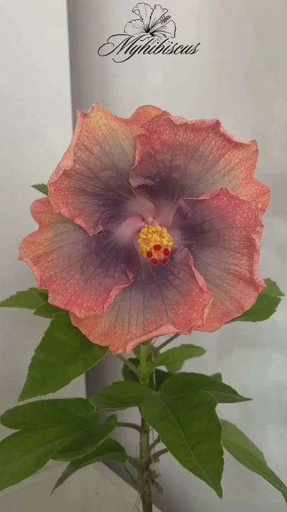 Miami-Flame Trópusi Hibiszkusz