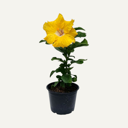 Sárga Trópusi Hibiszkusz